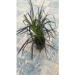 حلفا احمر - بنستم 30 - 60 سم 