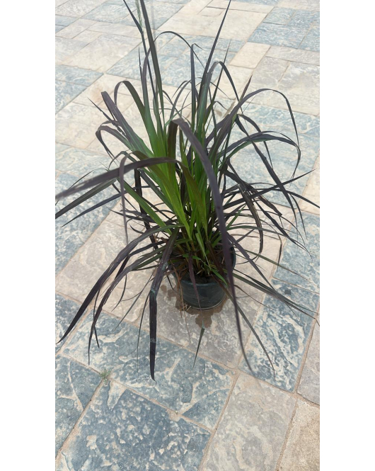 حلفا احمر - بنستم 30 - 60 سم 