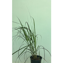 حلفا احمر - بنستم 50 - 70 سم 