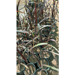 حلفا اسود - بنستم 30 - 70 سم 