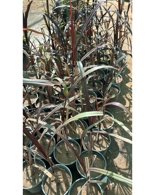 حلفا اسود - بنستم 30 - 70 سم 