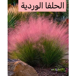 حلفا وردي - بنستم الوردي 40 - 70 سم