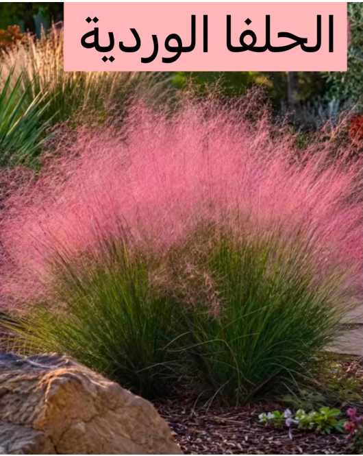 حلفا وردي - بنستم الوردي 40 - 70 سم