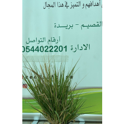 حلفا اخضر - بنستم 20 - 40 سم 