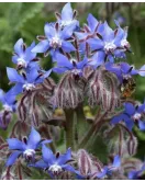 خبيز النحل - الحمحم المخزني 10 - 20 سم خبيز النحل - الحمحم المخزني 10 - 20 سم