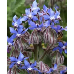 خبيز النحل - الحمحم المخزني 10 - 20 سم