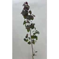 الخبيز الساحلي - خبيز ساحلي تسبيسيا احمر 110 - 140 سم 