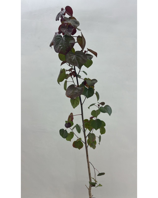 الخبيز الساحلي - خبيز ساحلي تسبيسيا احمر 110 - 140 سم 