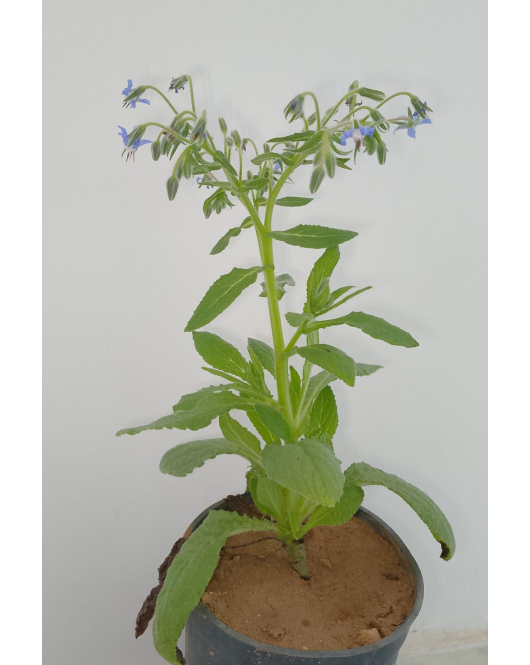 خبيز النحل - الحمحم المخزني 10 - 20 سم خبيز النحل - الحمحم المخزني 10 - 20 سم