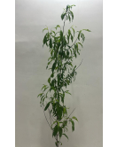 الخوخ - خوخ ايرلي سويلنج مطعم عمر سنتين 