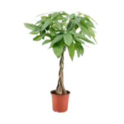 داخلي - باتشيرا اكواتيا 35سم