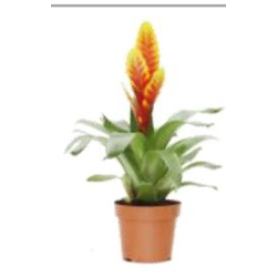 داخلي - بروميليا متنوع 30سم