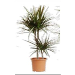 داخلي - دراسينا ماجنتا احمر 2ساق 70سم 