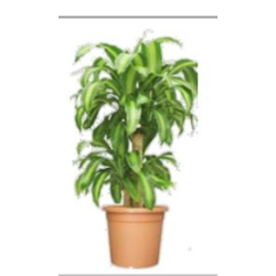 داخلي - دراسينا ماسينجانا 2ساق 70سم