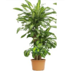 داخلي - دراسينا ماسينجانا 4ساق 150سم 