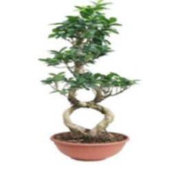 داخلي - فيكس ميكروكاربا (شكل 8) 90سم 