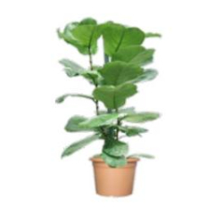 داخلي - فيكس ليراتا (ورقة التنين) 150سم