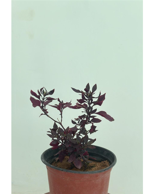 ارسين - دم العاشق - دم الغزال 10- 15 سم 