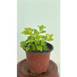 دورنتا اصفر 10 - 15 سم 