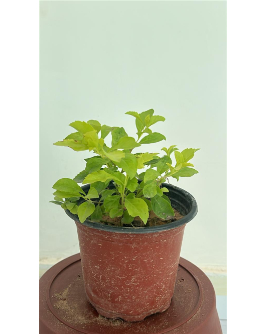 دورنتا اصفر 10 - 15 سم 