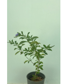 دورنتا 30 - 40 سم