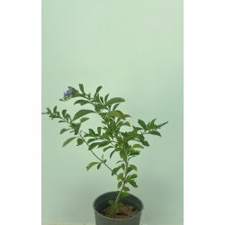 دورنتا 30 - 40 سم