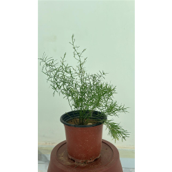 سرخس الهليون- اسبرجس- ذيل القط 10 - 30 سم 