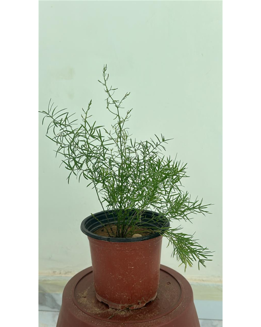 سرخس الهليون- اسبرجس- ذيل القط 10 - 30 سم 