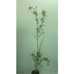 رمان عكاوي 100 - 150 سم  رمان عكاوي 100 - 150 سم