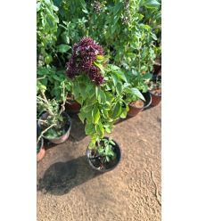 ريحان ايطالي 30 - 60 سم