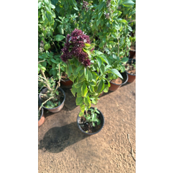 ريحان ايطالي 30 - 60 سم