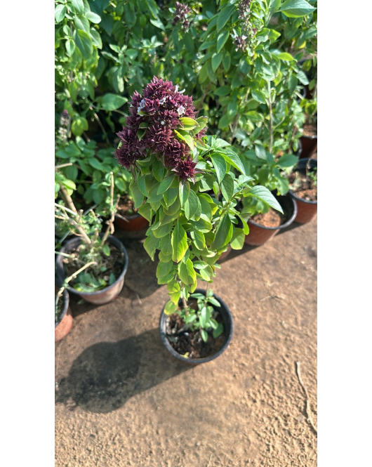 ريحان ايطالي 30 - 60 سم