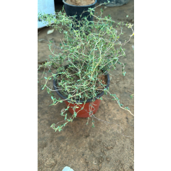 زعتر بري 10 - 30 سم 