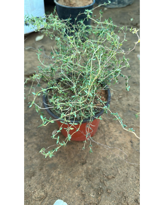 زعتر بري 10 - 30 سم 