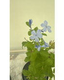 البلمباجو - البلمباغو - بلومباغو - لمباكو ازرق 30 - 50 سم  البلمباجو - البلمباغو - بلومباغو - لمباكو ازرق 30 - 50 سم