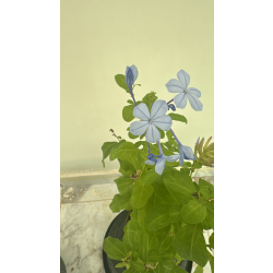  البلمباجو - البلمباغو - بلومباغو - لمباكو ازرق 30 - 50 سم