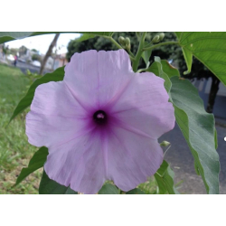 وردة الاميره - اثمان 20 - 40 سم 