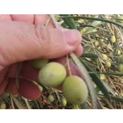 الزيتون - زيتون كوراتينا 40-80 سم الزيتون - زيتون كوراتينا 40-80 سم