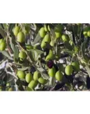 الزيتون - زيتون نيبالي 100 - 140 سم