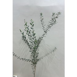 الزيتون - زيتون نيبالي 100 - 140 سم