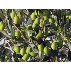 الزيتون - زيتون نيبالي 100 - 140 سم