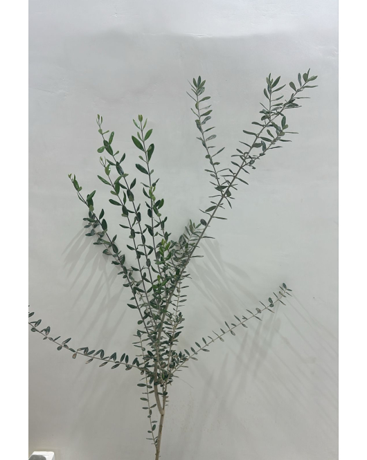 الزيتون - زيتون نيبالي 100 - 140 سم