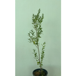 زيزفون سوري 50 - 70 سم