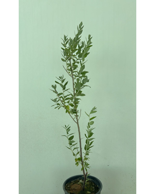 زيزفون سوري 50 - 70 سم زيزفون سوري 50 - 70 سم