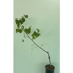 السدر - سدر ام صليم 100 - 150 سم