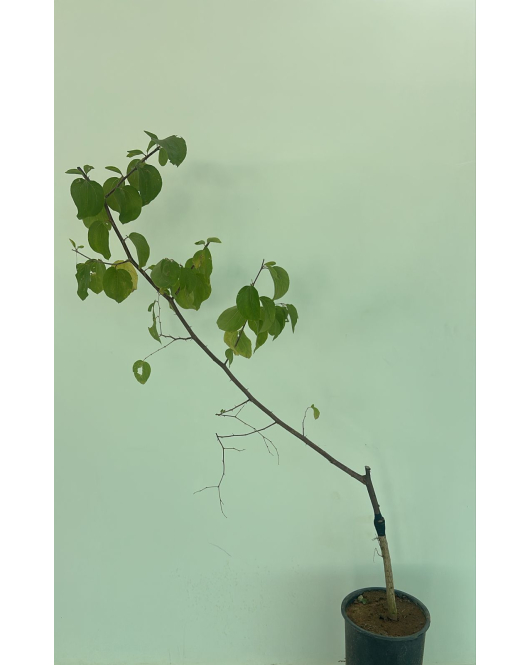 السدر - سدر ام صليم 100 - 150 سم