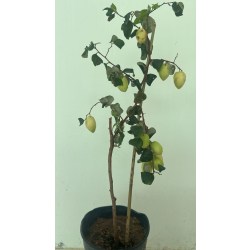 السدر - سدر صيني 30 - 70 سم 