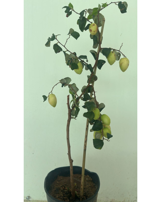 السدر - سدر صيني 30 - 70 سم 