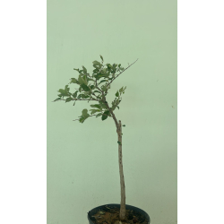 السدر - سدر هندي 50 - 80 سم 