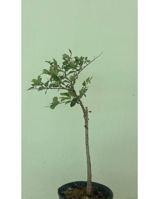 السدر - سدر هندي 50 - 80 سم 